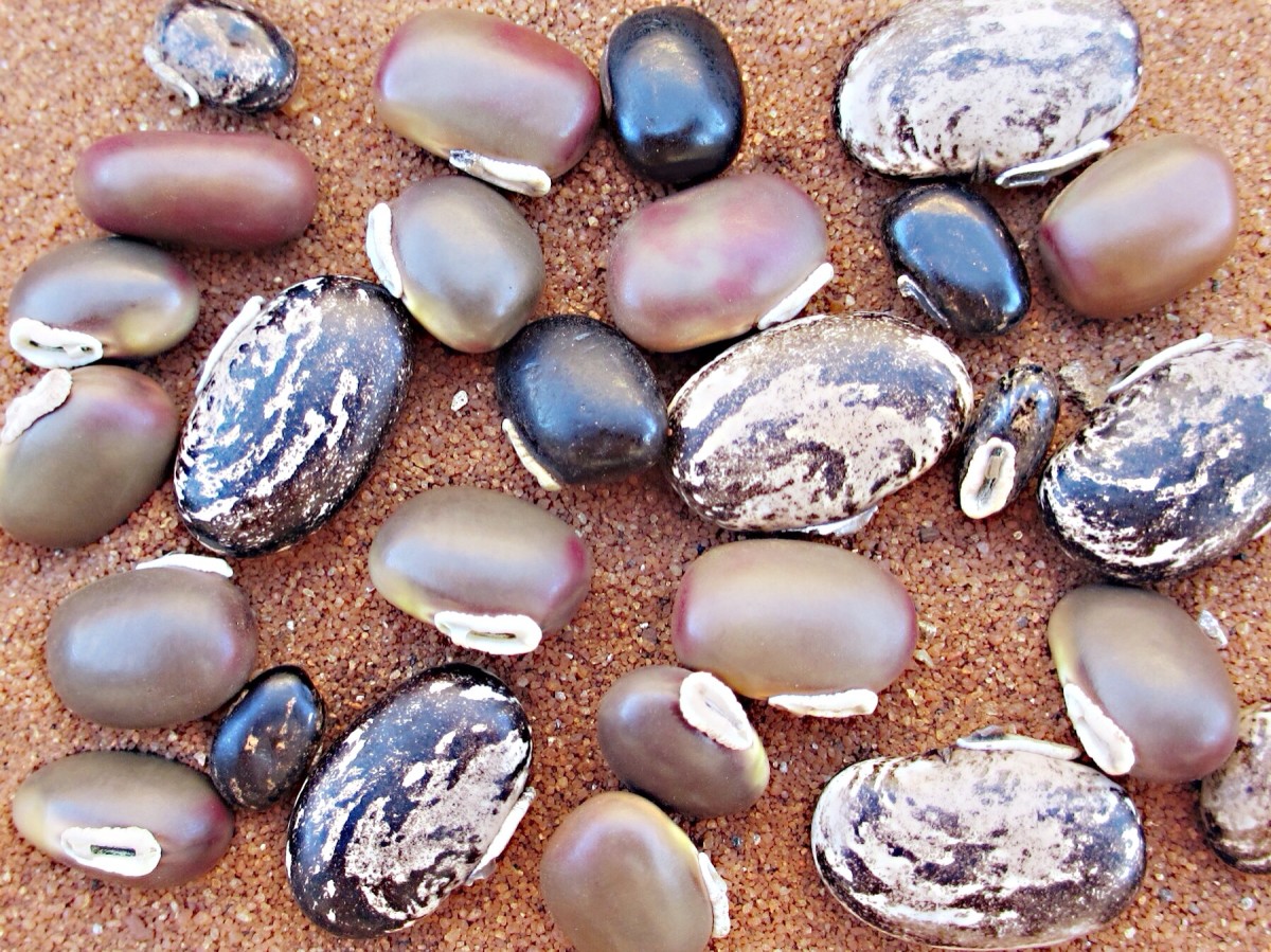 Variation in velvet bean appearance