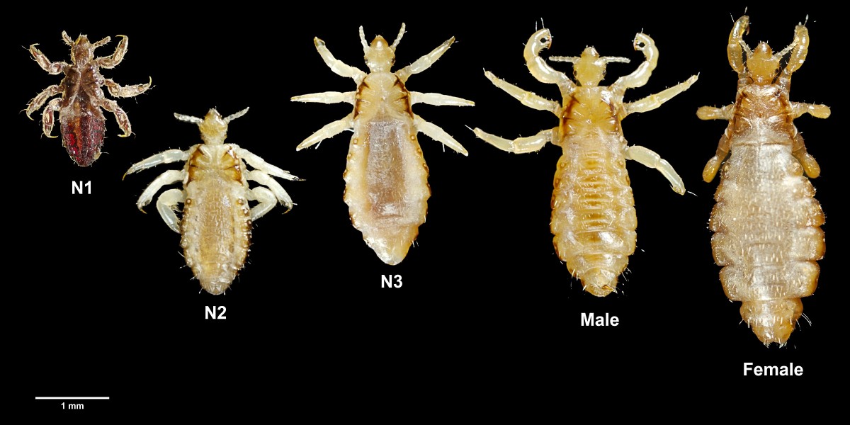 From left to right: three nymph stages, an adult male and an adult female