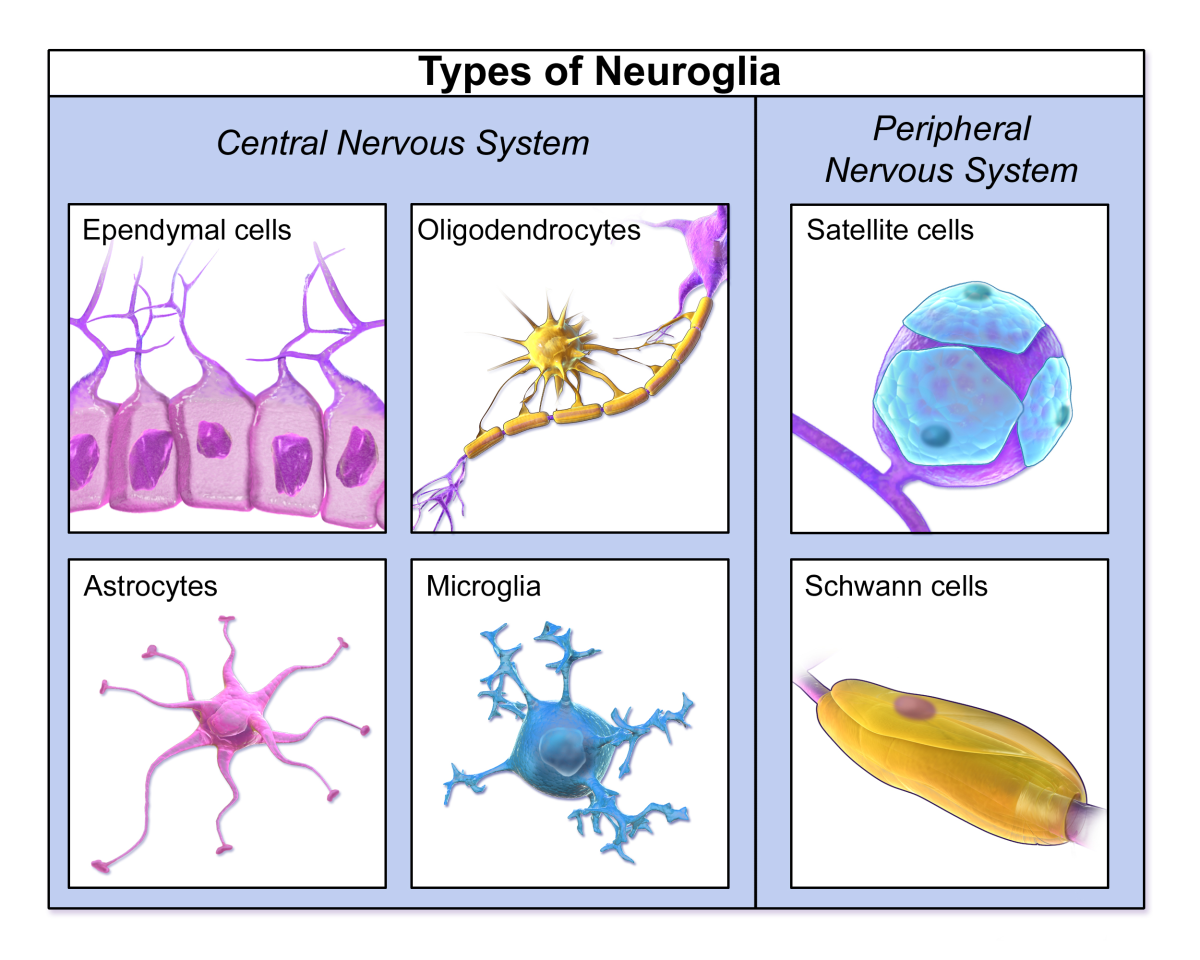 Types of glial cells, or neuroglia