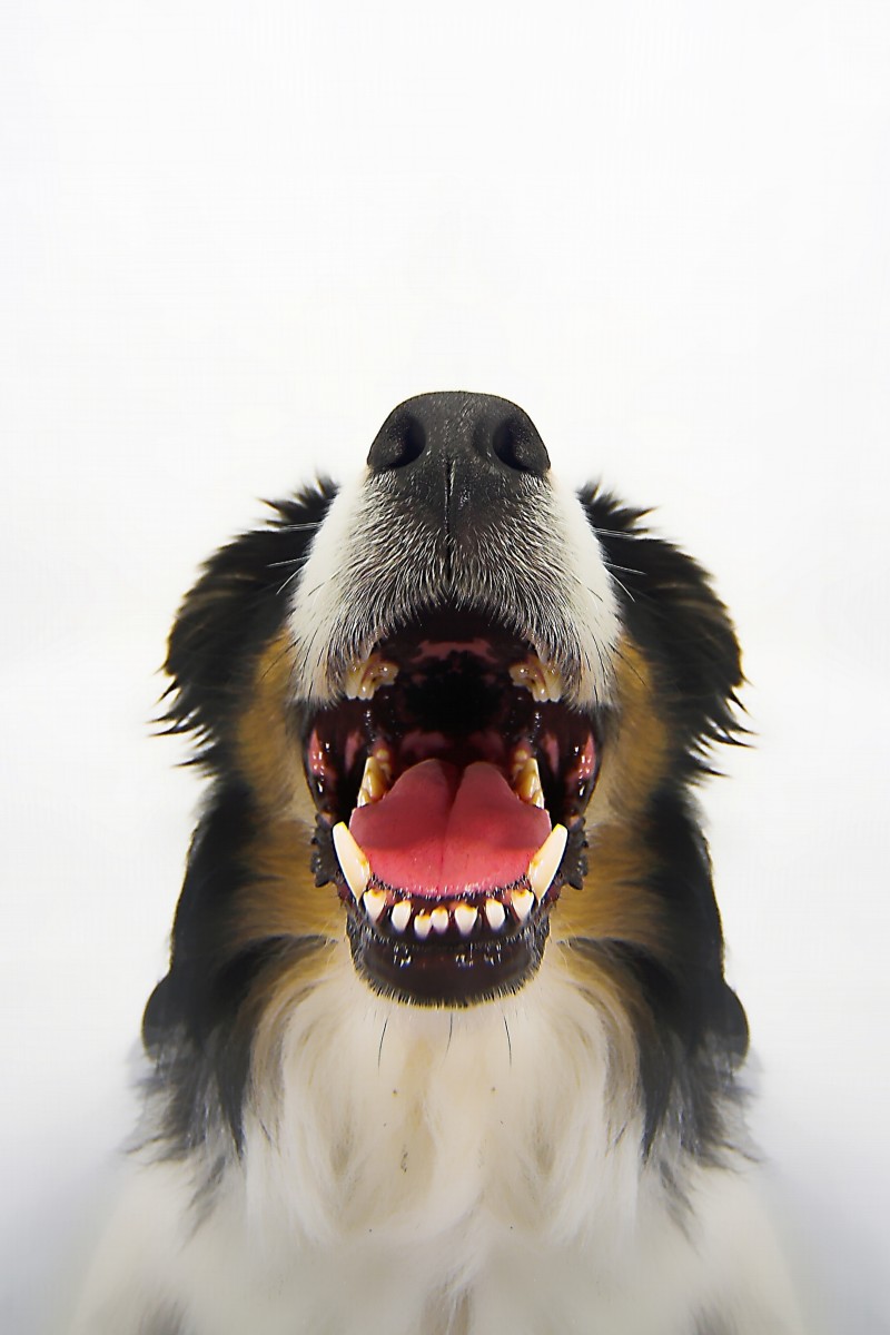 Scores of bacteria species reside in a canine mouth, which can lead to dog bite infection.