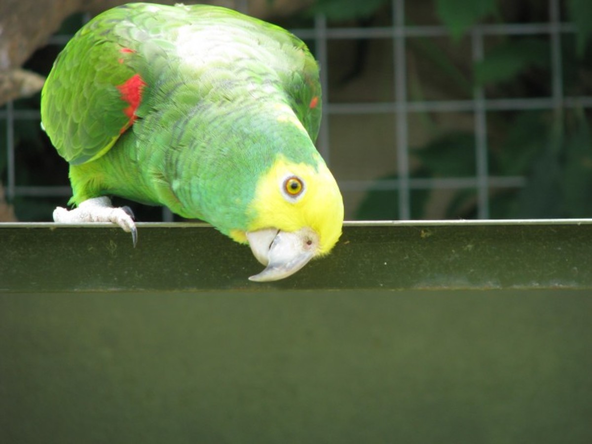 Parrots use theirs almost as an extra hand, moving food around while the beak removes husks and shells.