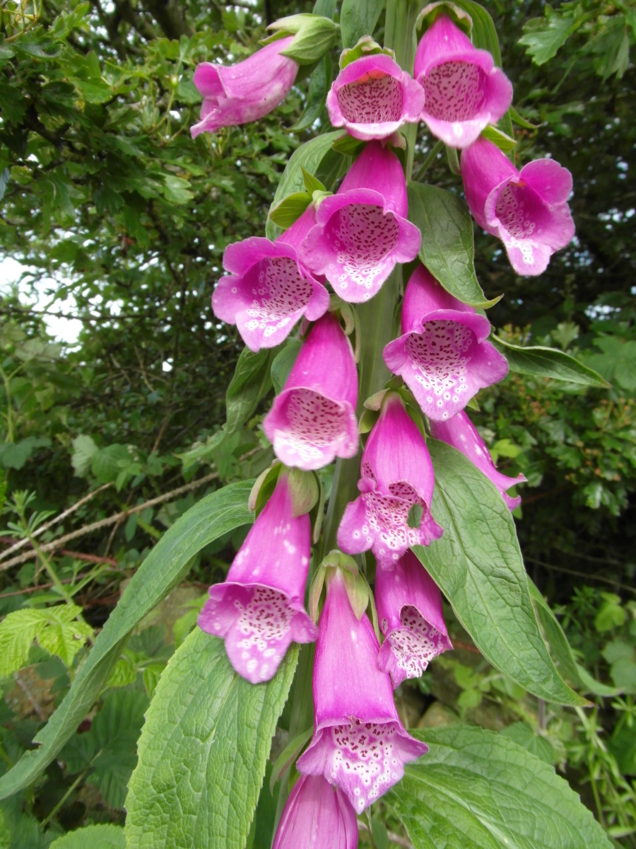 The leaves of foxglove are a source of digitalis.