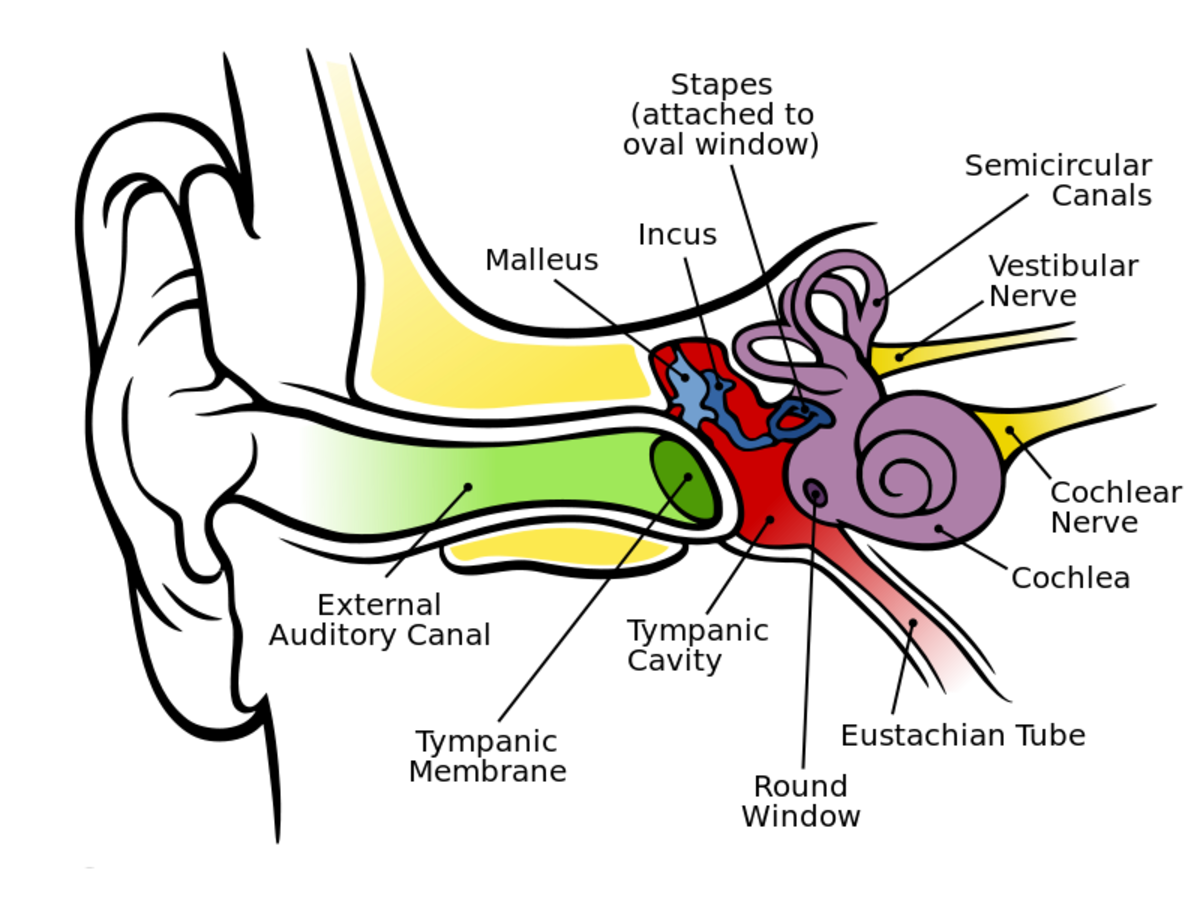 auditory tube of ear