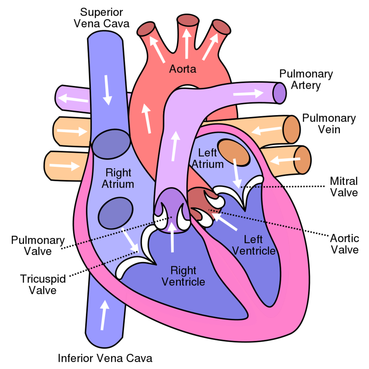 The heartbeat creates blood pressure. 