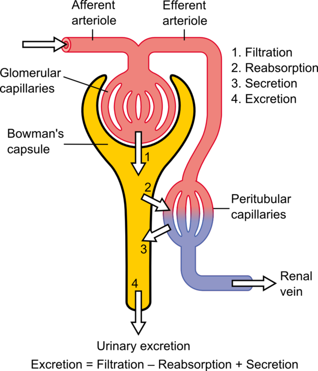 A kidney contains around a million tiny tubules called nephrons. These are vital structures in the production of urine.