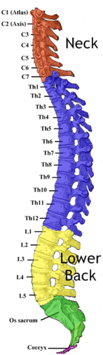 The spine showing the cervical (neck), thoracic (mid back) and lumbar (lower back) portions of the spine