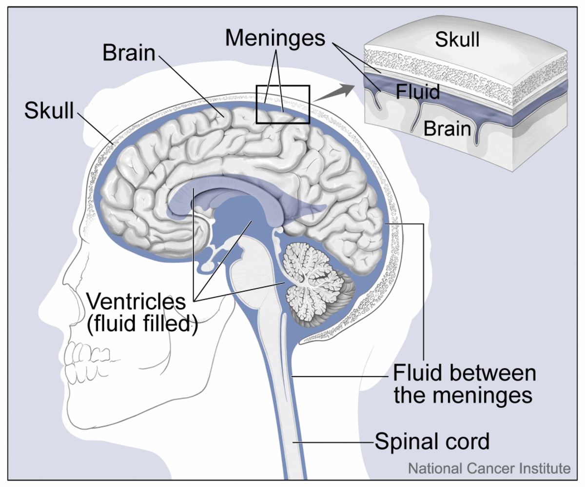 An internal view of the human brain, showing the cerebrospinal fluid in blue