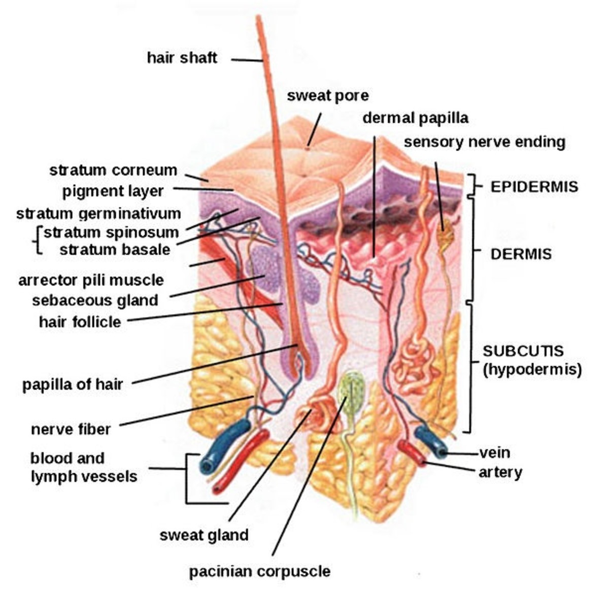 Structure of the skin