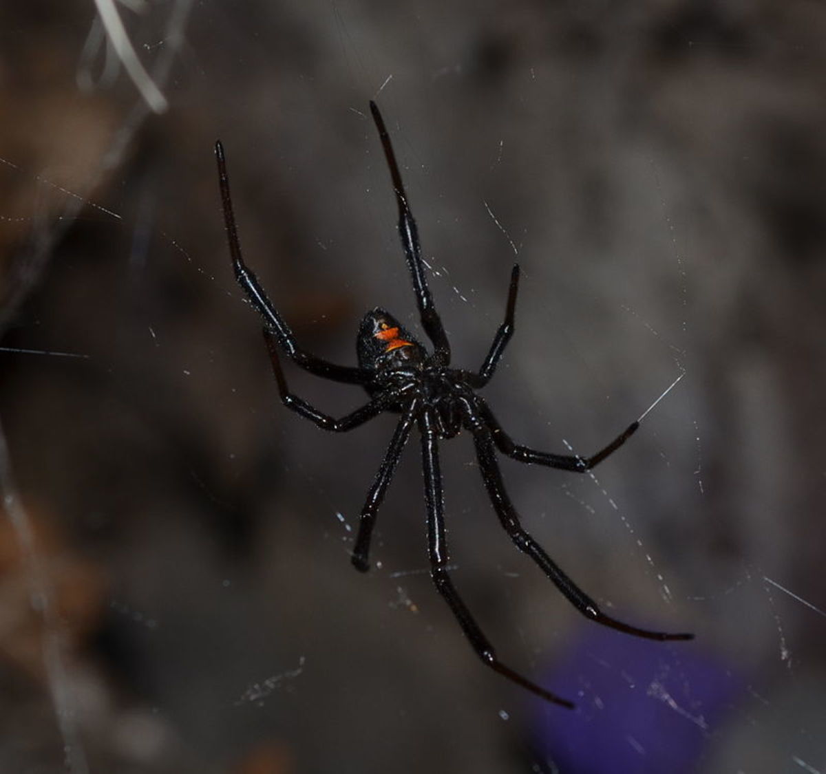 Black Widow Spider // CC BY 3.0 