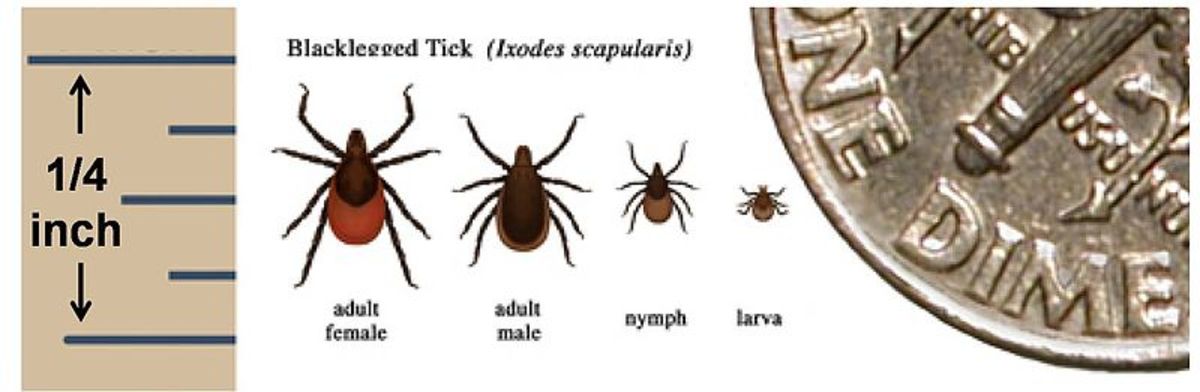 Sizes of the deer tick during the different life stages