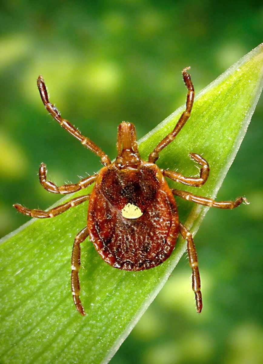 The lone star tick is named from the single light spot on the female's back.