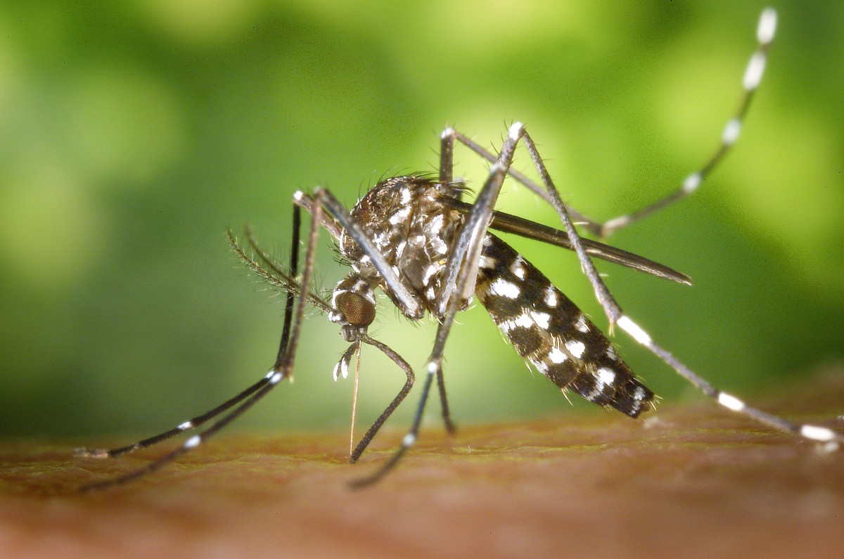 Aedes albopictus transmits the chikungunya virus and is capable of surviving outside tropical regions. This female is feeding on blood. The insect is often known as the Asian tiger mosquito.