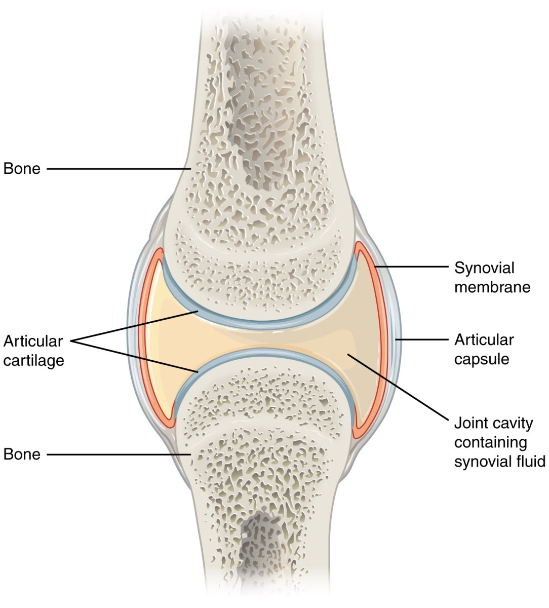 A synovial joint