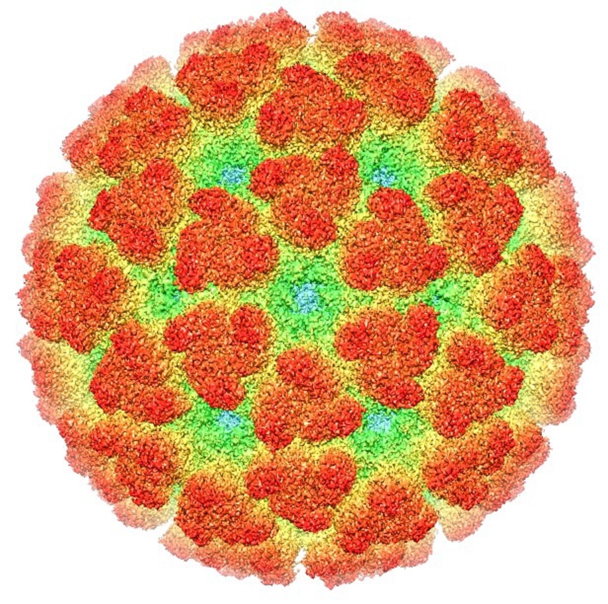 A reconstruction of the Chikungunya virus as viewed through an electron microscope 