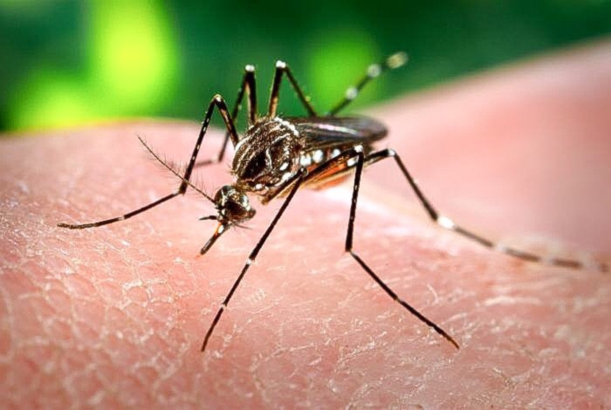 Aedes aegypti is a mosquito that transmits the viruses that cause yellow fever, dengue, and chikungunya. It's often known as the yellow fever mosquito.