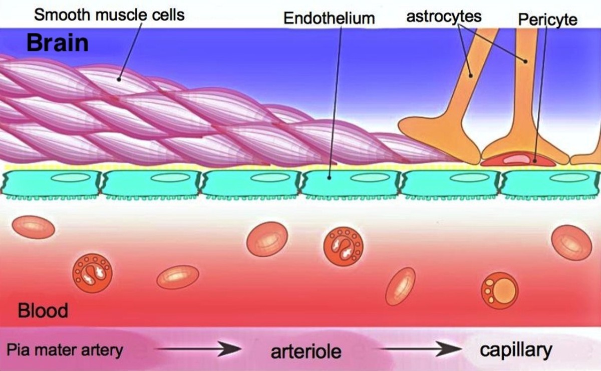 A capillary in the brain, showing the tightly-packed endothelial cells