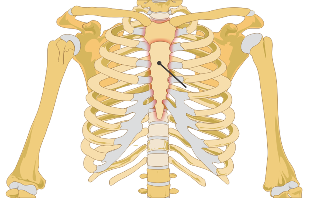 Parts of the Sternum and What Causes the Joints to Pop?