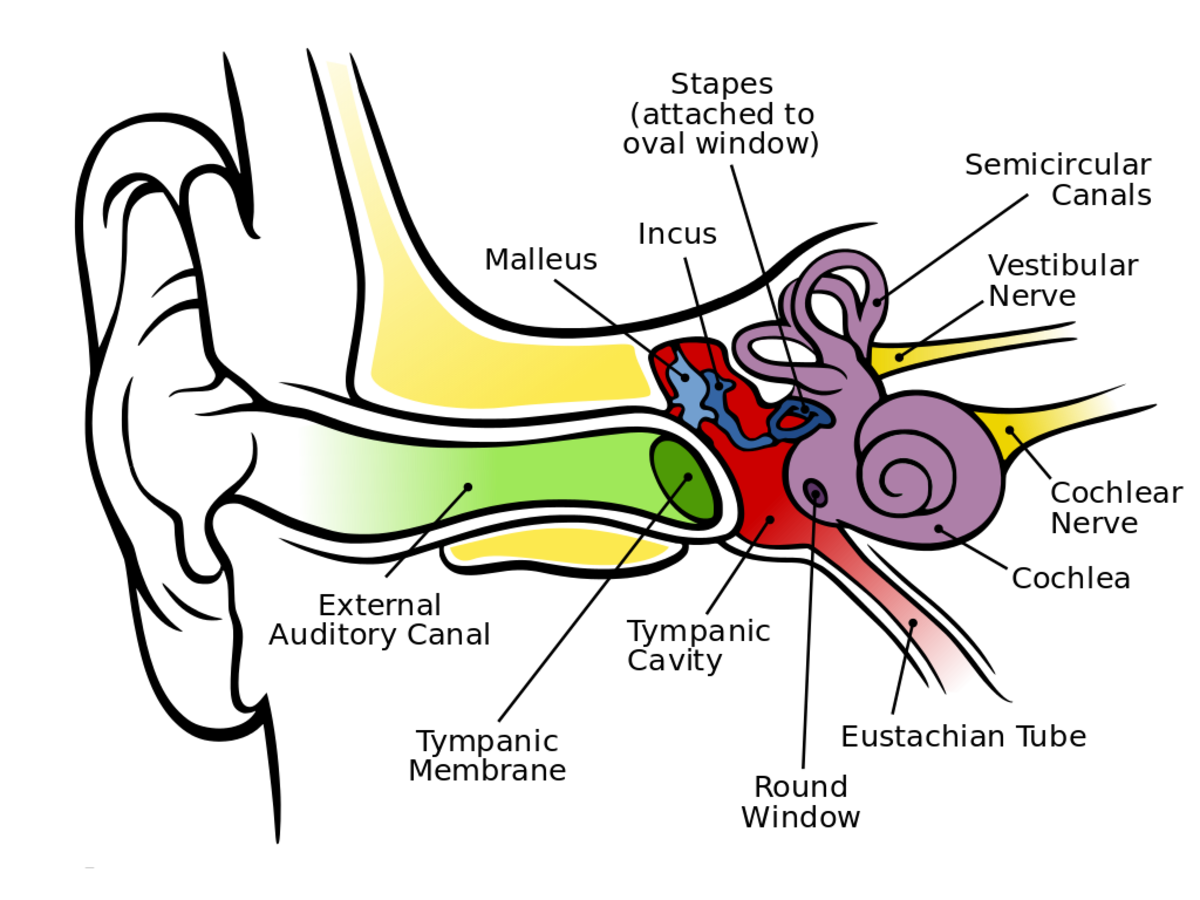 Hearing Loss Facts and the Possibility of Stem Cell Therapy - HubPages