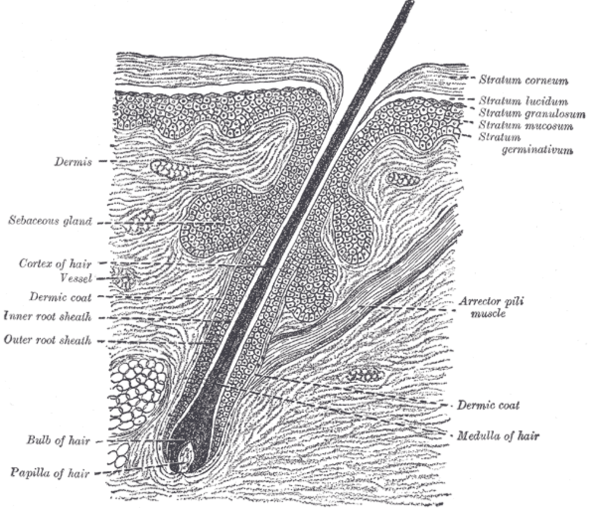 Nasal Folliculitis Causes And Treatment Youmemindbody