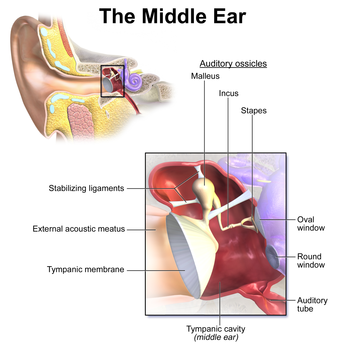 Anatomy of the middle ear