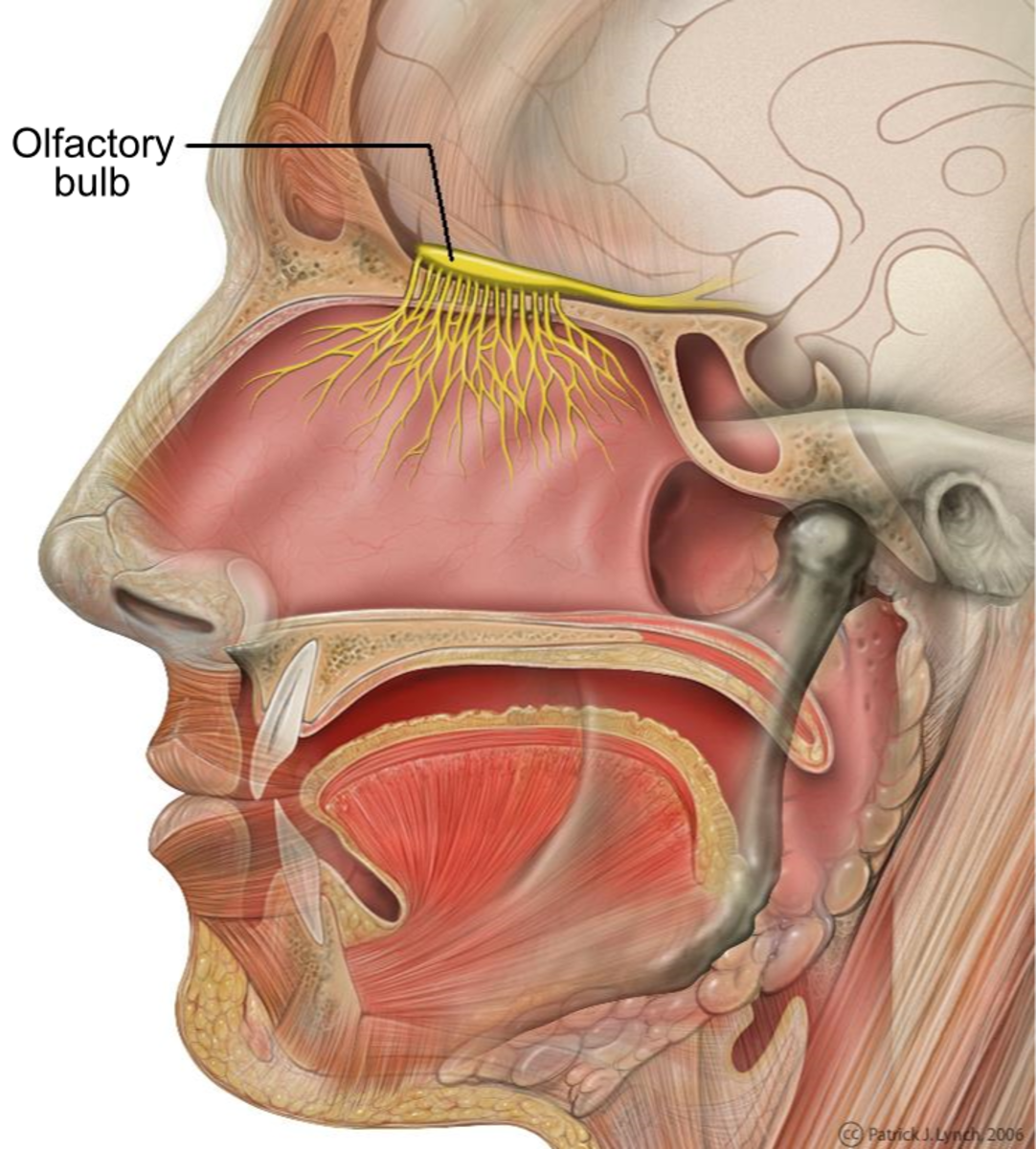 The olfactory bulb may play a role in Parkinson's disease.