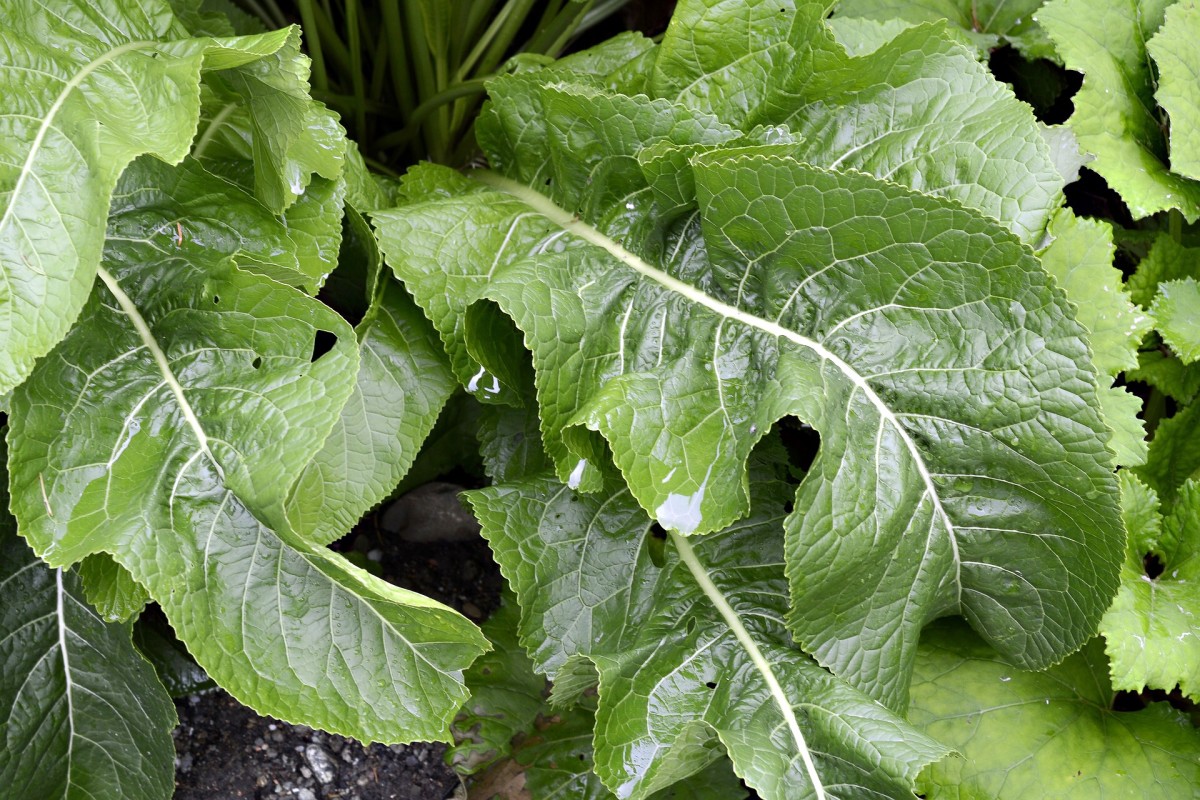 Horseradish is often grown for its root, but its leaves (shown above) are also edible.