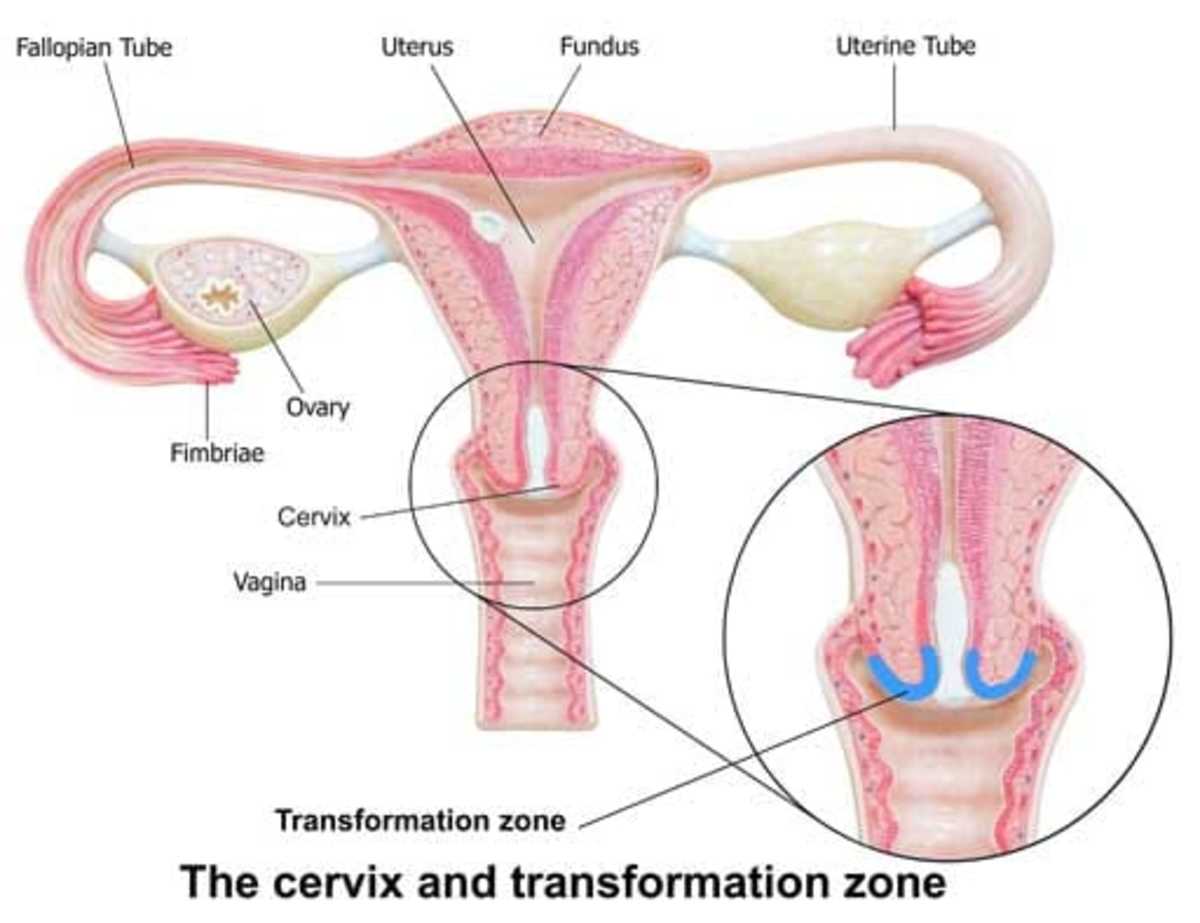 The transformation zone increases in size according to the phase of life. Post-menopausal women have larger transformation zones.