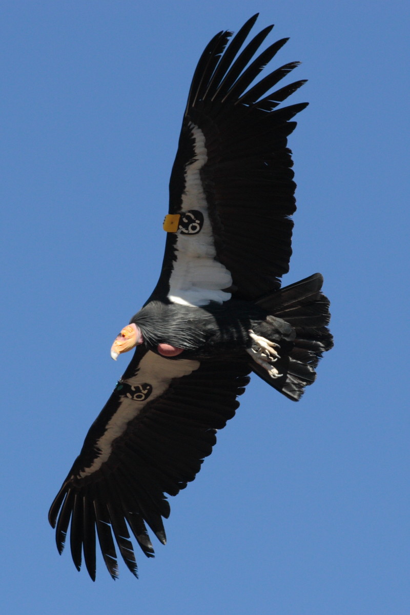 California Condor in Flight in Zion National Park