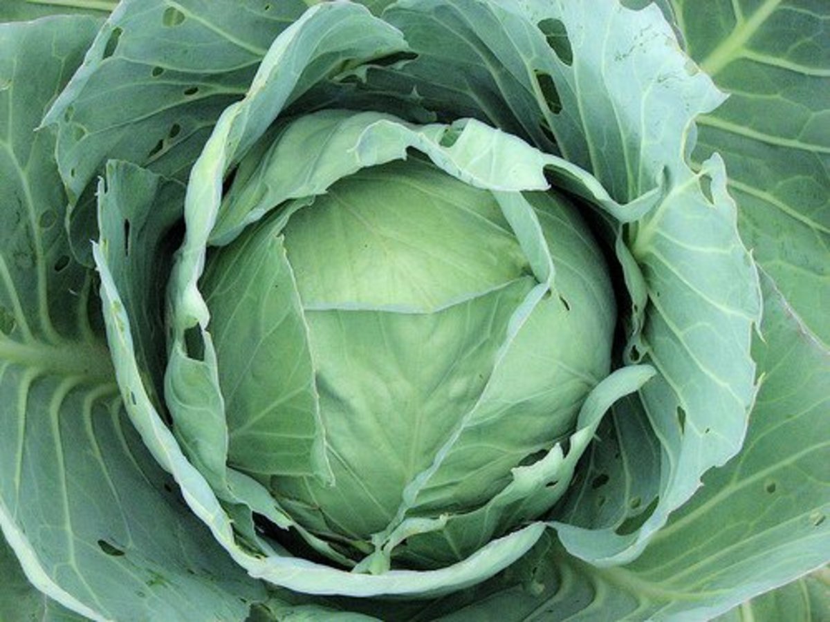 the-great-cabbage-memo