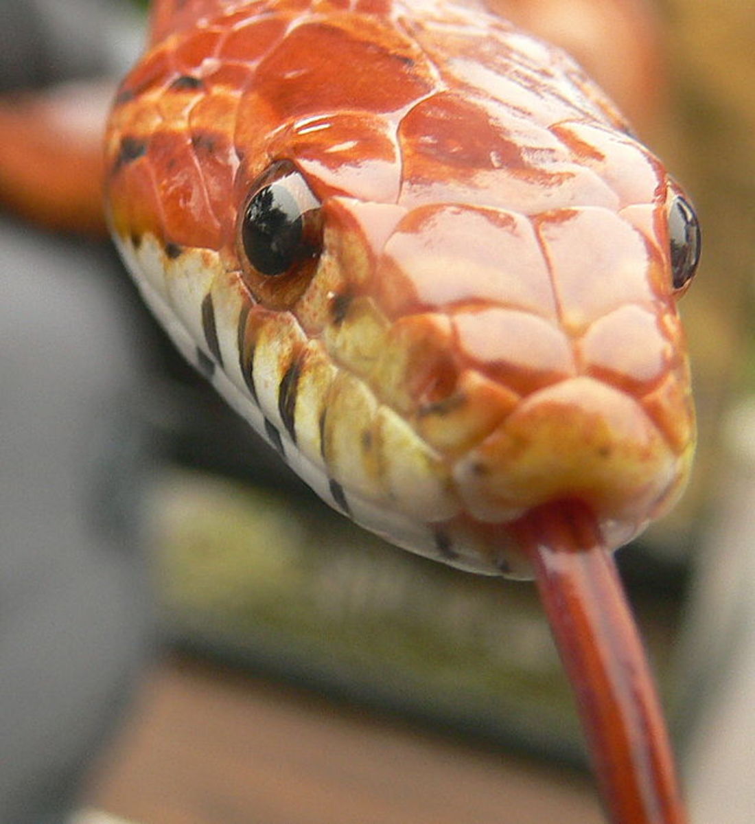 Corn snakes make unusual and interesting pets. They are also relatively easy to care for.