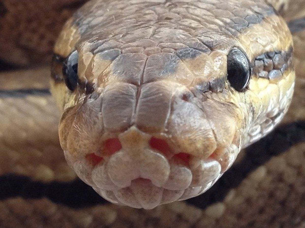 An adorable closeup of a pinstripe ball python!