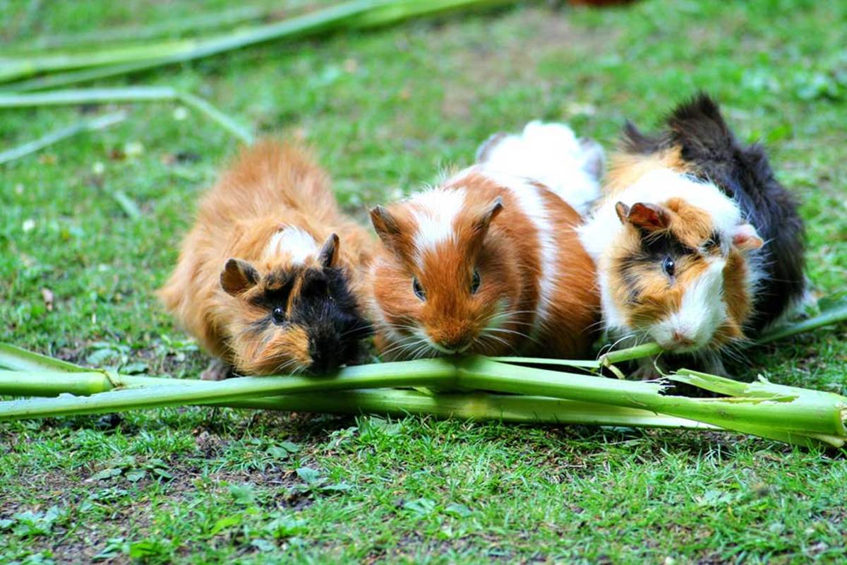 how much do guinea pigs cost a month