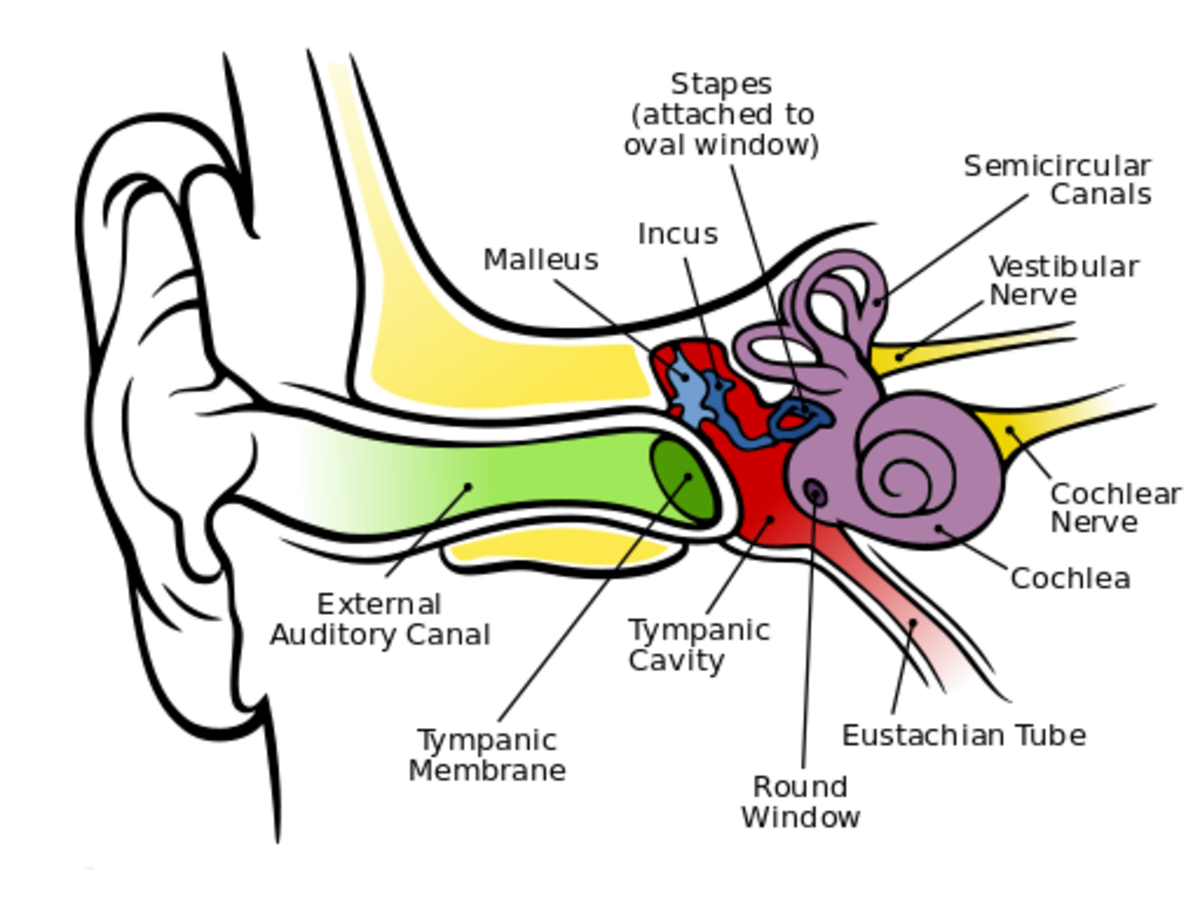 How Does the Ear Help to Maintain Balance and Equilibrium of the Body?