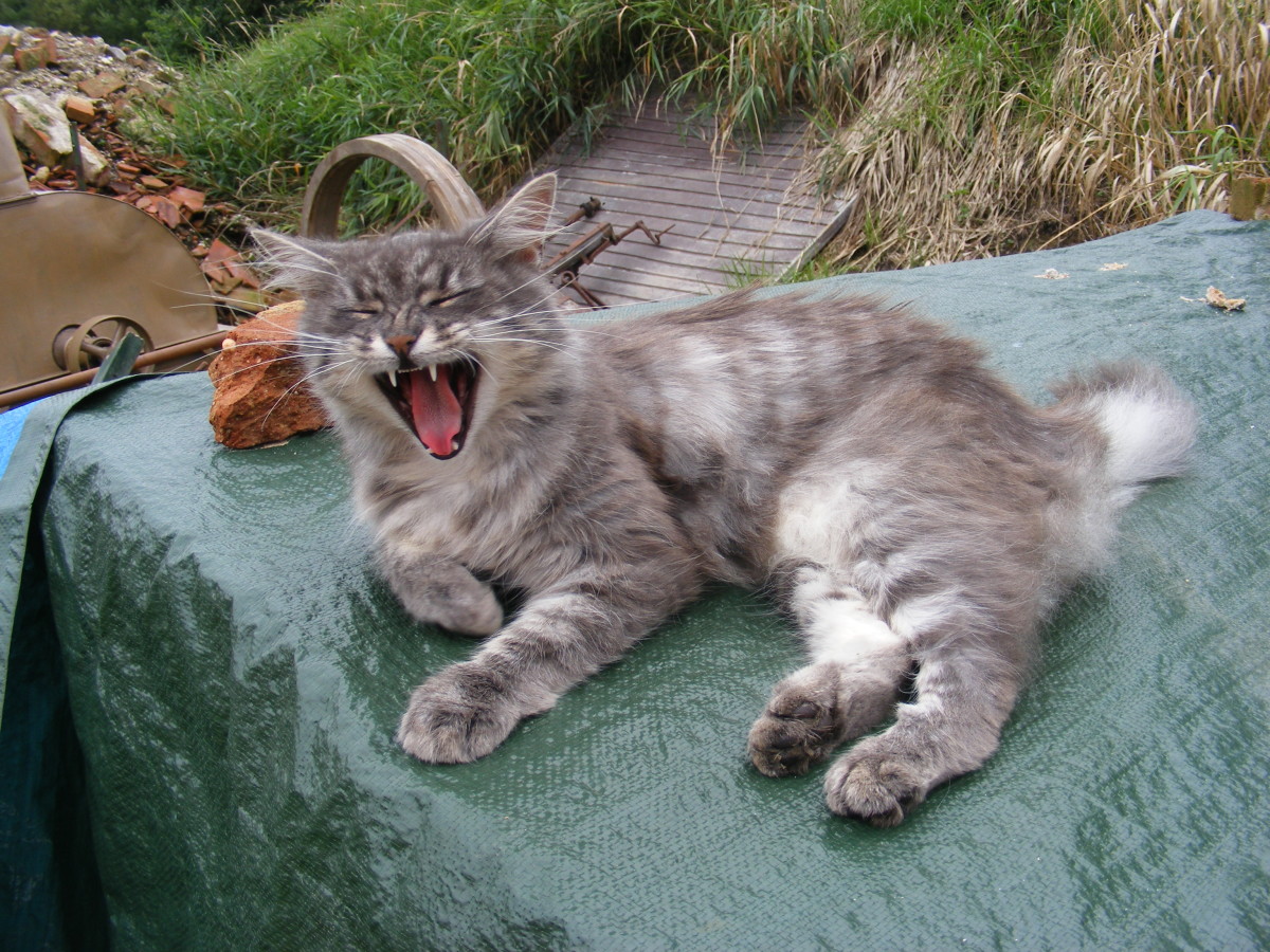 This cat is screaming out of boredom.