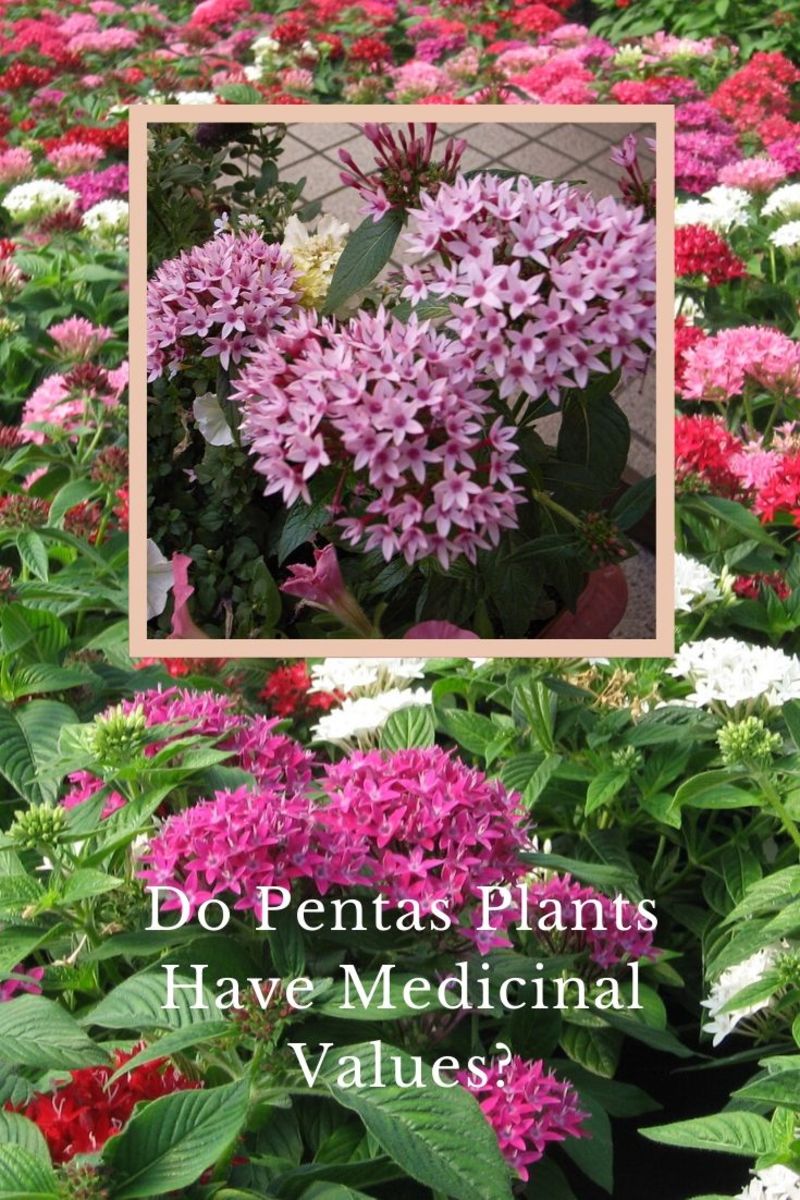 The Pentas plant has been used in traditional medicine to treat a variety of illnesses, injuries, and conditions.