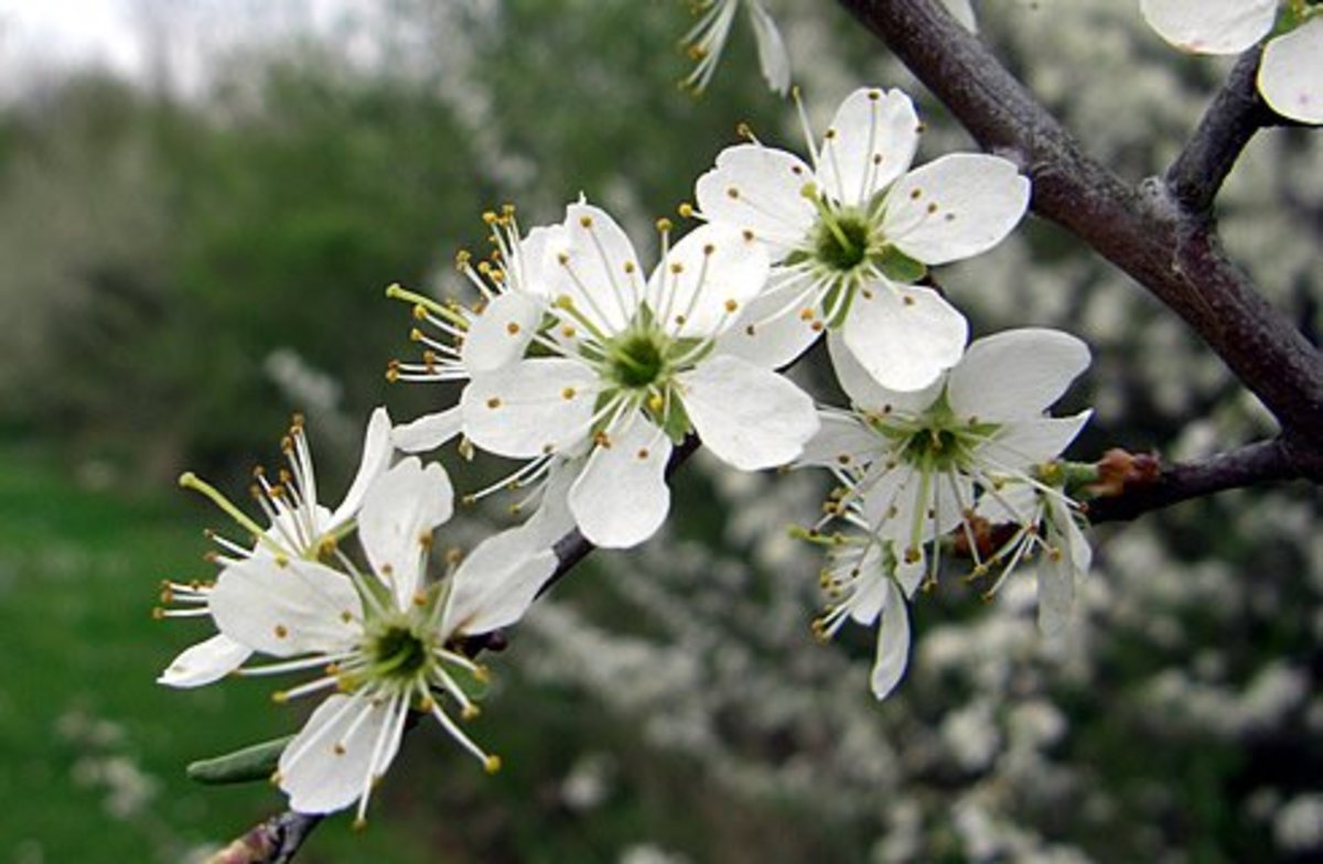 how-to-make-a-blackthorn-walking-stick-from-the-bush-prunus-spinosa