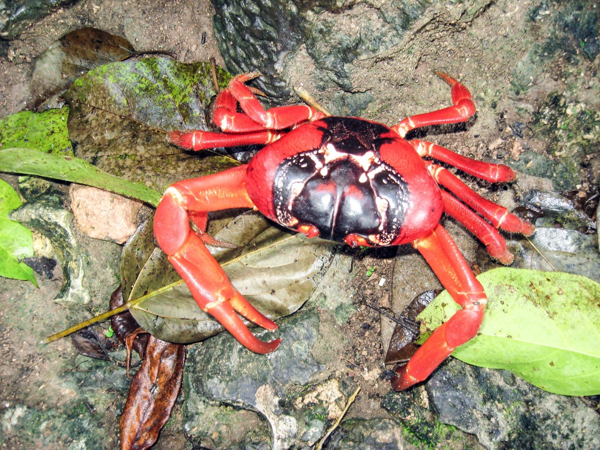 The Christmas Island red crab is an attractive animal.
