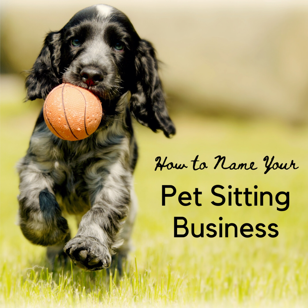 50 Fantastic Pet Sitting Business Name Ideas ToughNickel