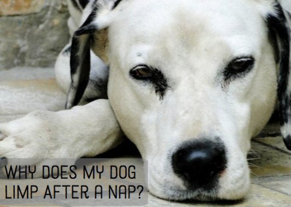 After lying down for a long period of time, your dog may limp. Why?