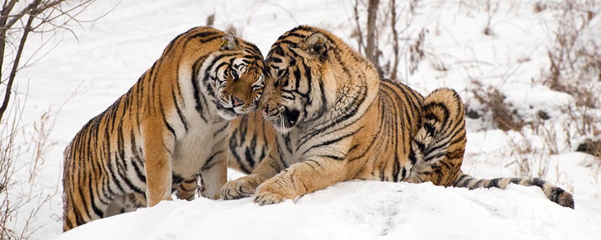 Bengal and Siberian Tiger Facts and Conservation Efforts