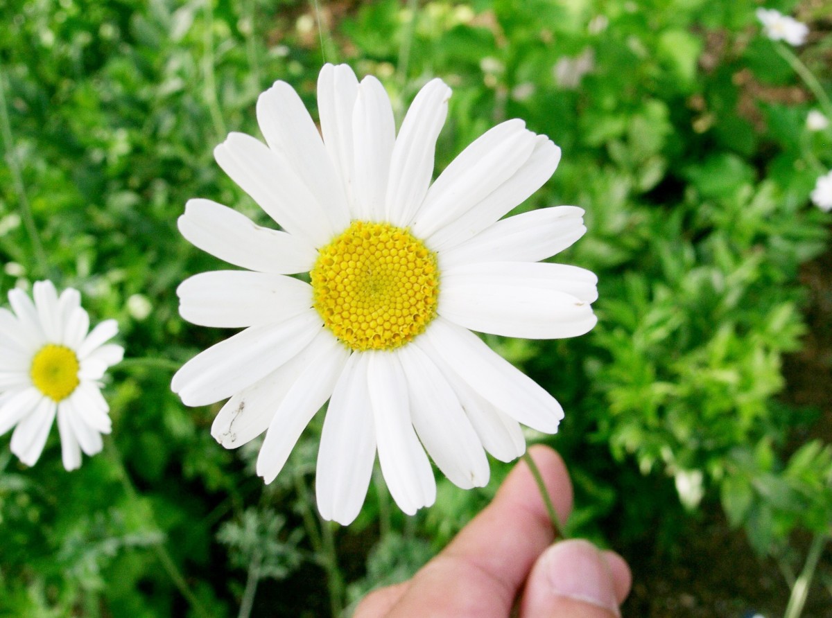 Chrysanthemums, Pyrethrin, and Getting Rid of Head Lice - HubPages