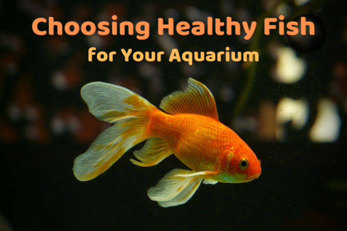 How to Choose Healthy Aquarium Fish PetHelpful By fellow animal