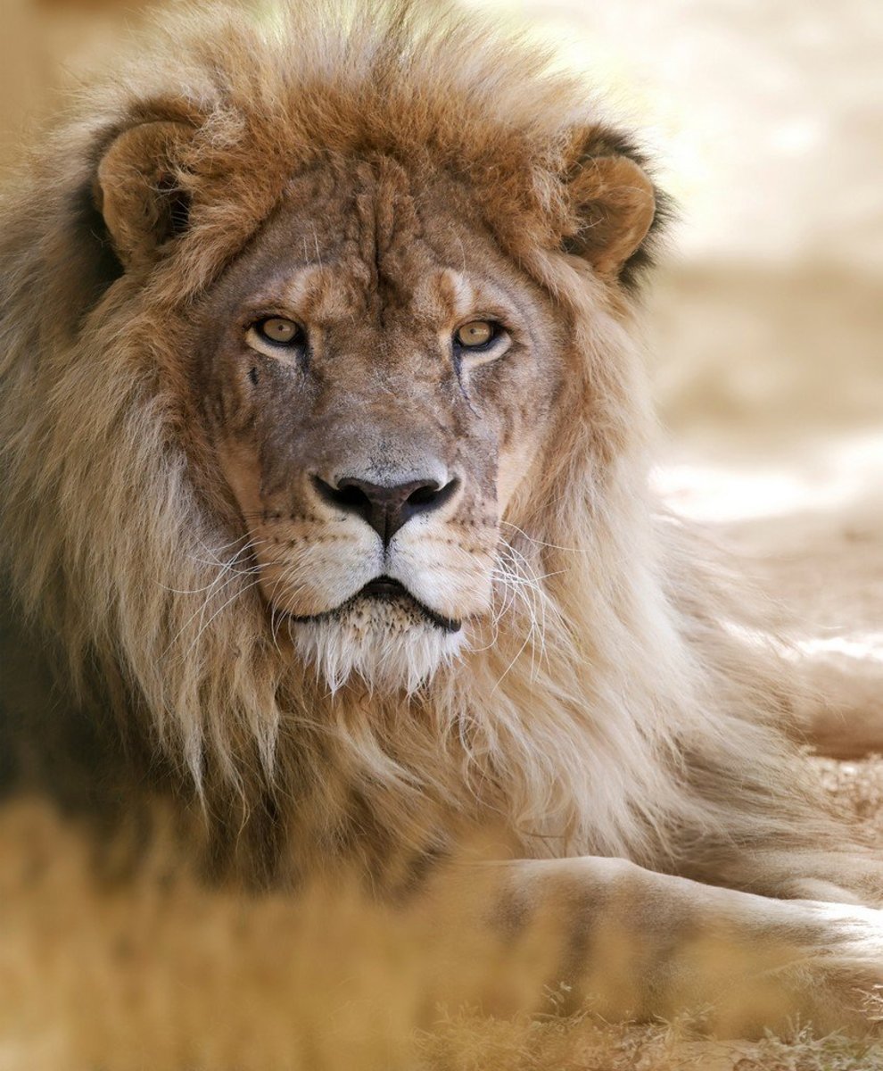 90 Lion Names Meanings PetHelpful