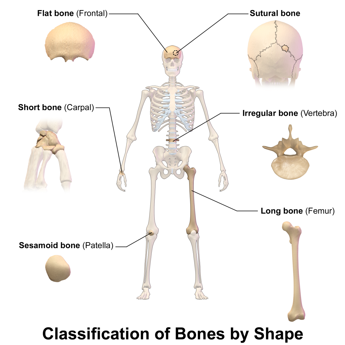 example of flat bones
