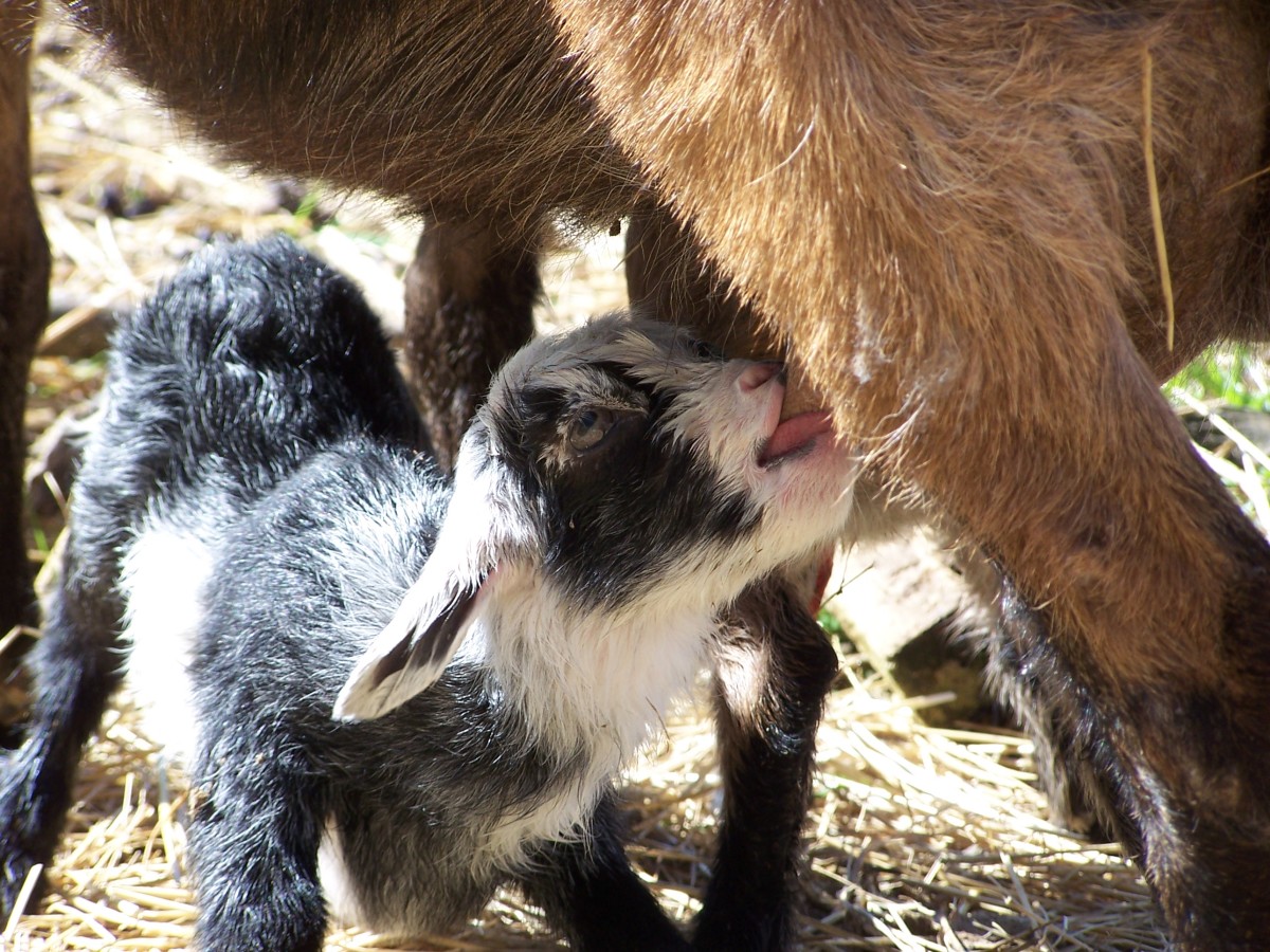 Let's discuss some of the benefits of goat's milk!