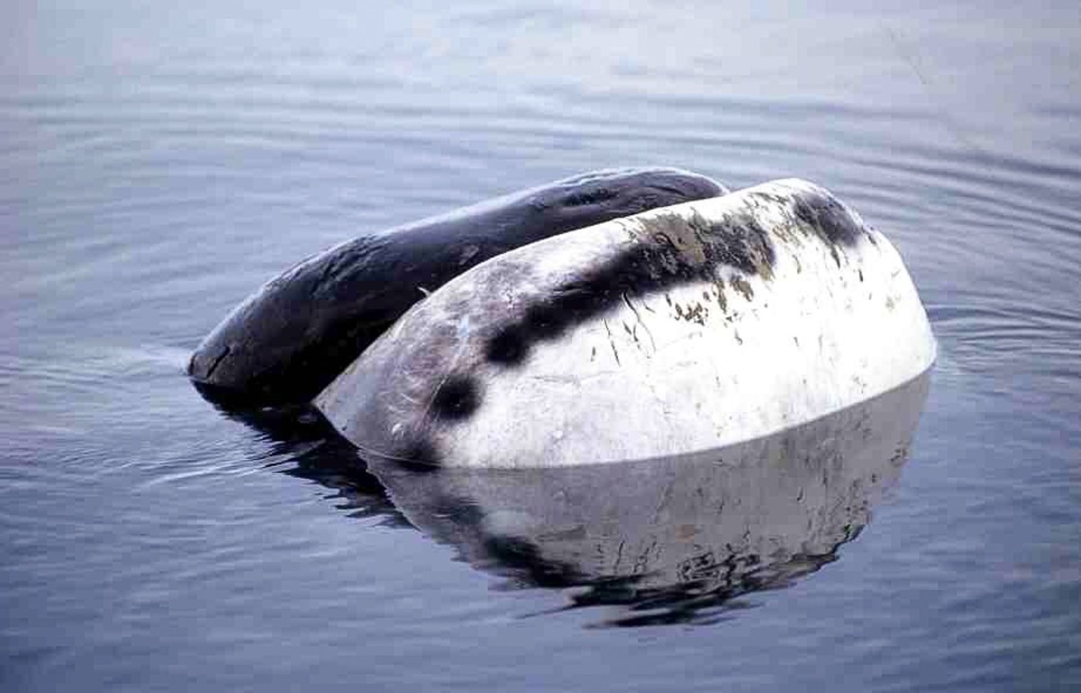 Bowhead Whales: Fascinating and Vocal Mammals of the Arctic