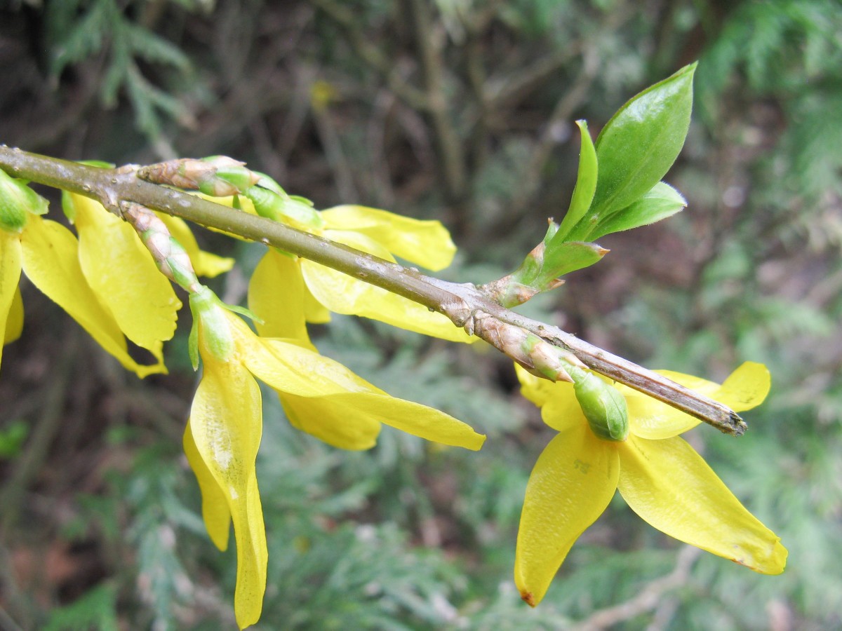 Flowers and young leaves of a forsythia 