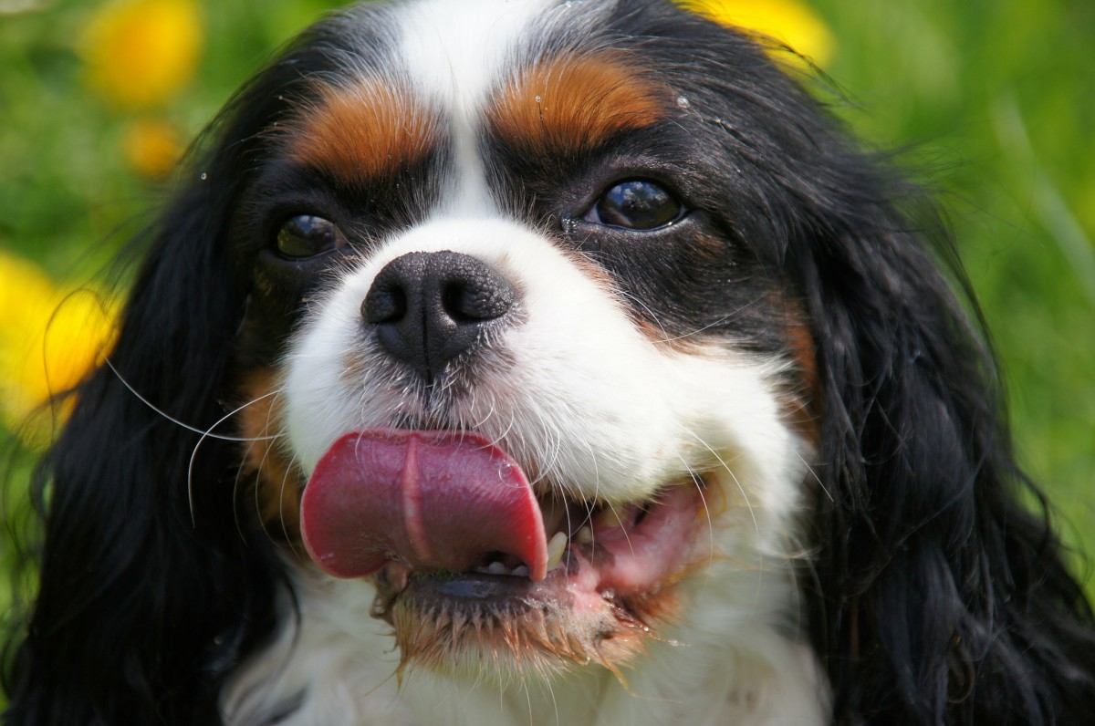 Certain dog breeds, such as the Cavalier King Charles, are more prone to
heart disease