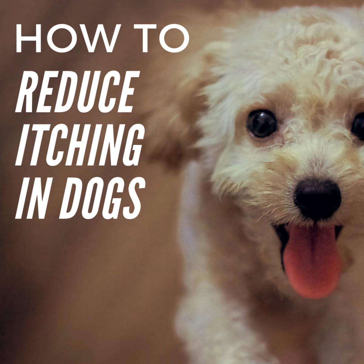 Reduce Itching in Dogs