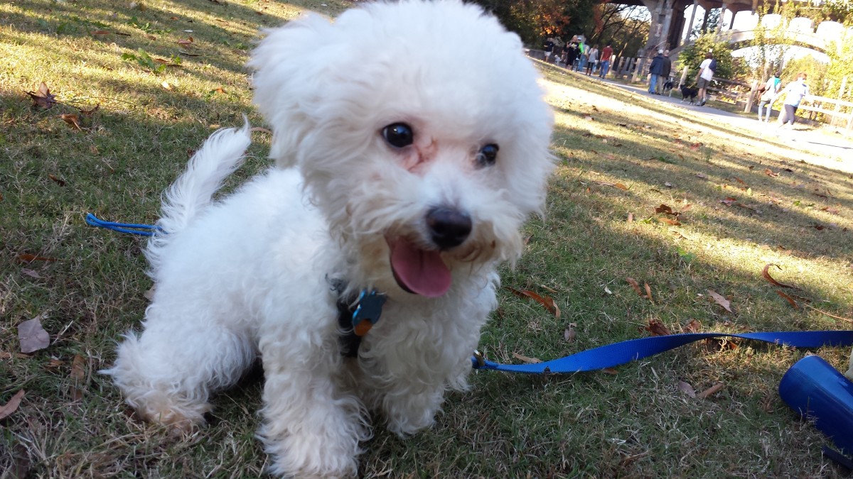 Grooming Your Bichon Frise Pethelpful By Fellow Animal Lovers And Experts